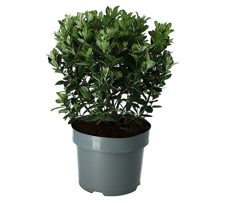 Plante en pot Euonymus pierrelino, 17 cm