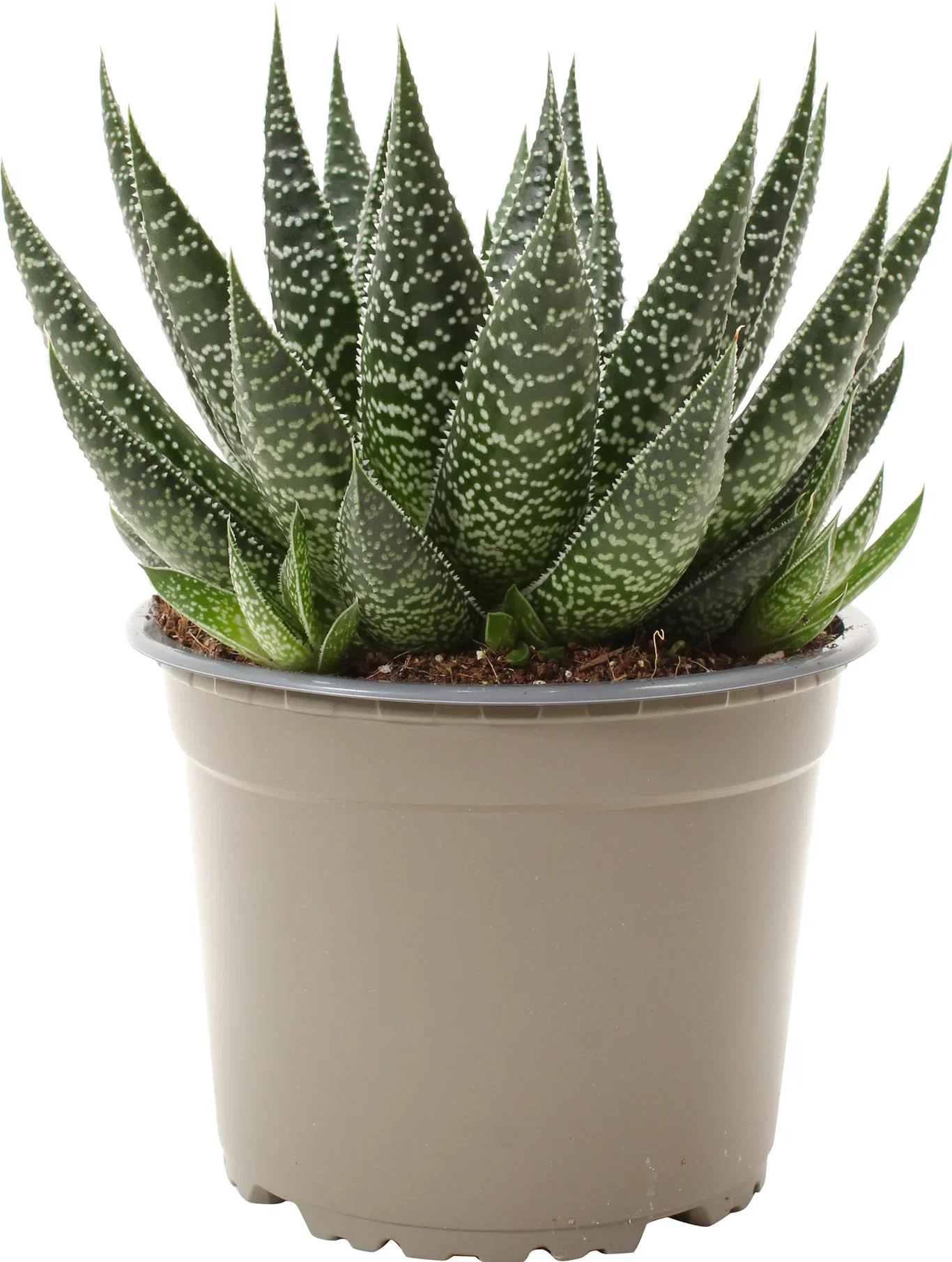 Gasteria beguinii Gasteria Beguinii Høyde 20 cm