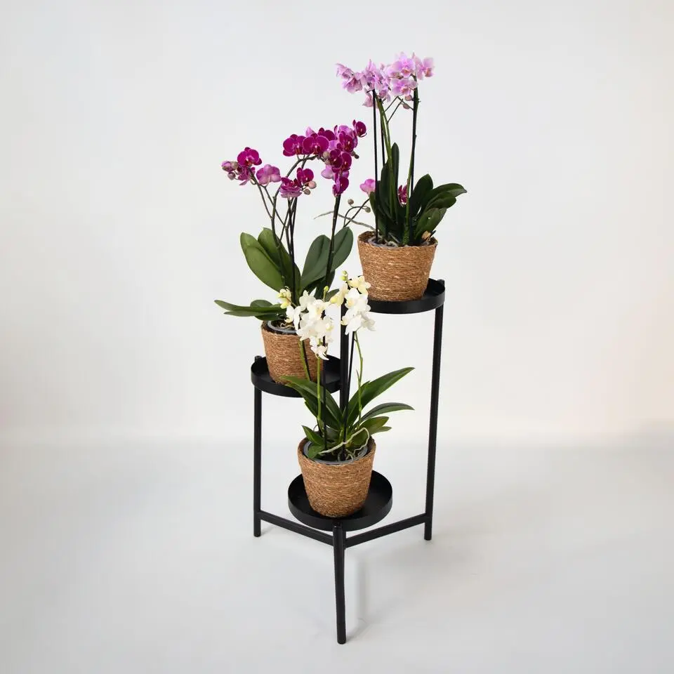 Vlinderorchidee - x3 - Phalaenopsis Multiflora in mand - Hoogte 35-45cm - ⌀12cm