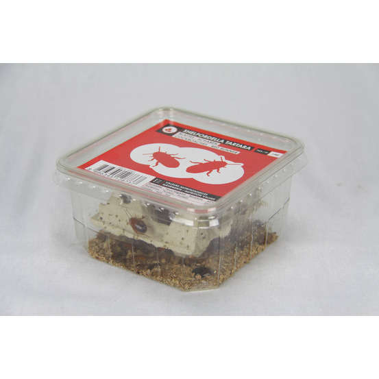 Blattes pour alimentation reptiles, taille M, 12 pièces