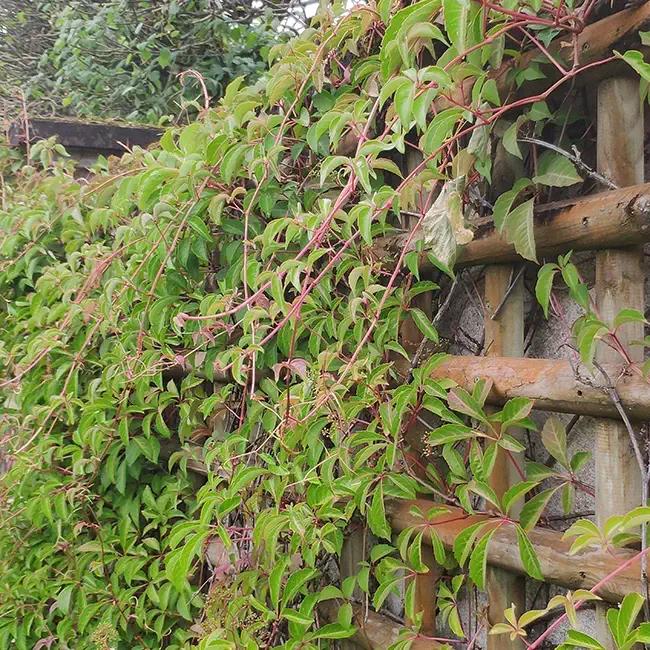 Vigne vierge henryana - parthenocissus henryana 3l