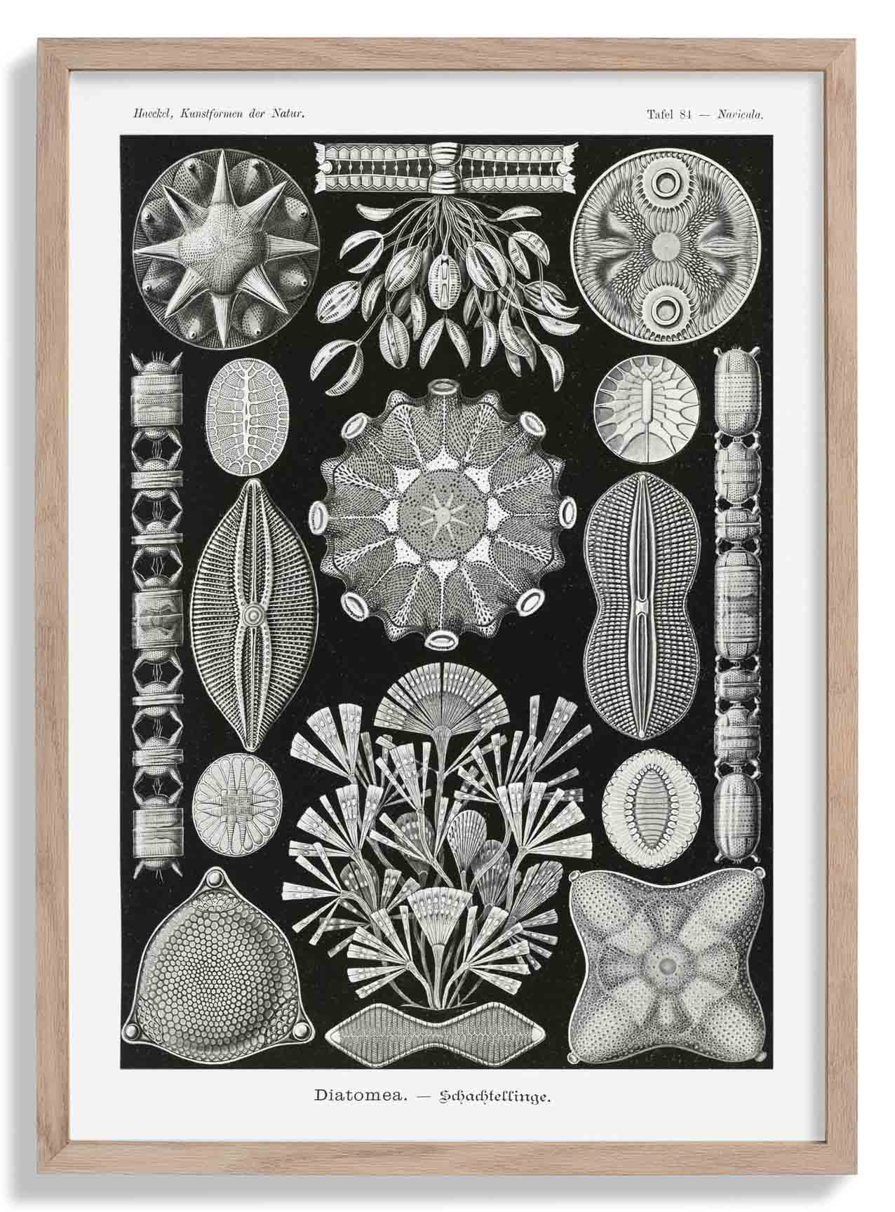 Diatomeen von Ernst Haeckel