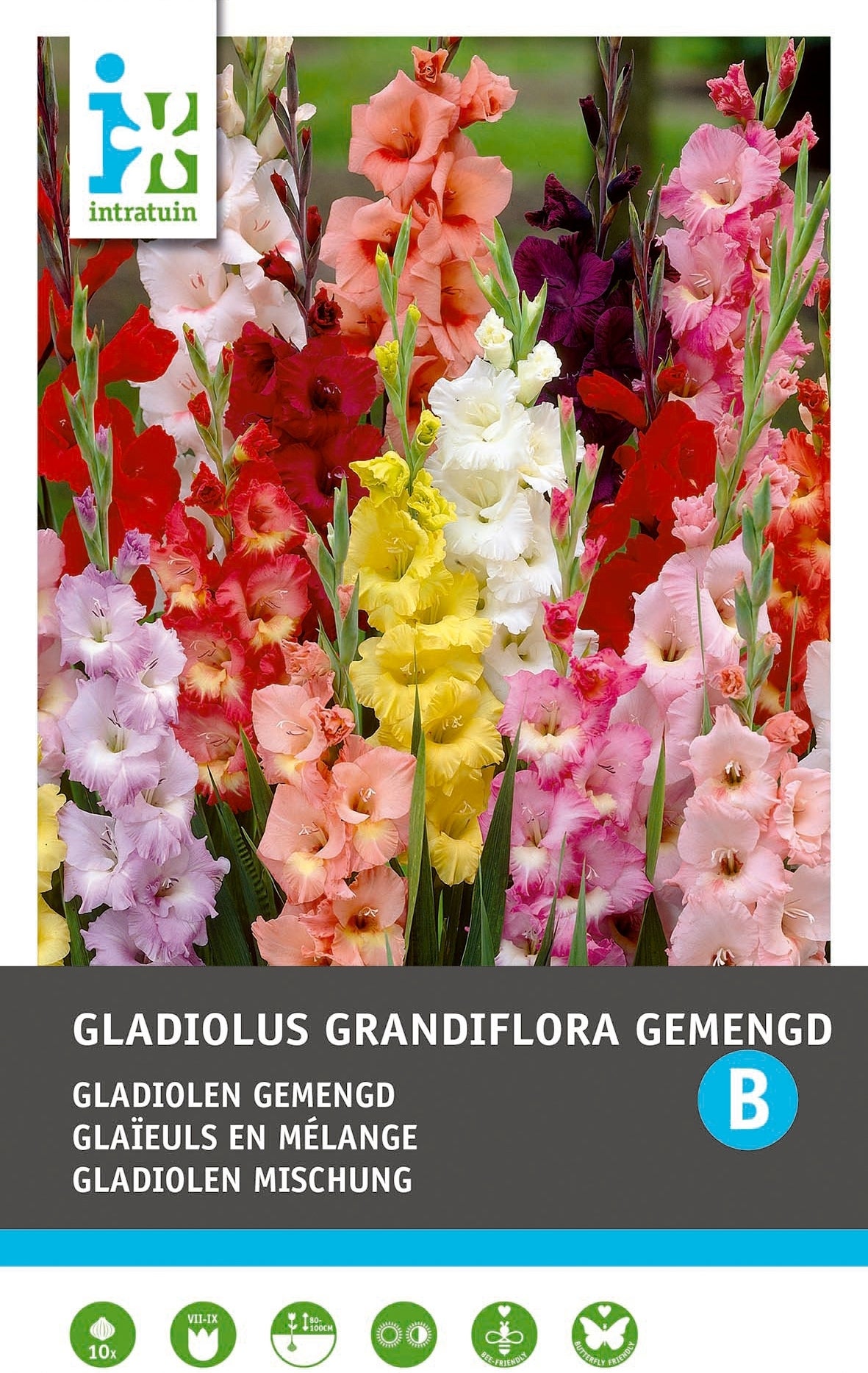 Intratuin bloembollen Gladiool (Gladiolus grandiflora) 10 stuks