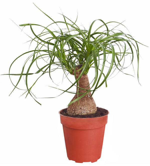 Elefantenfuß - Beaucarnea recurvata