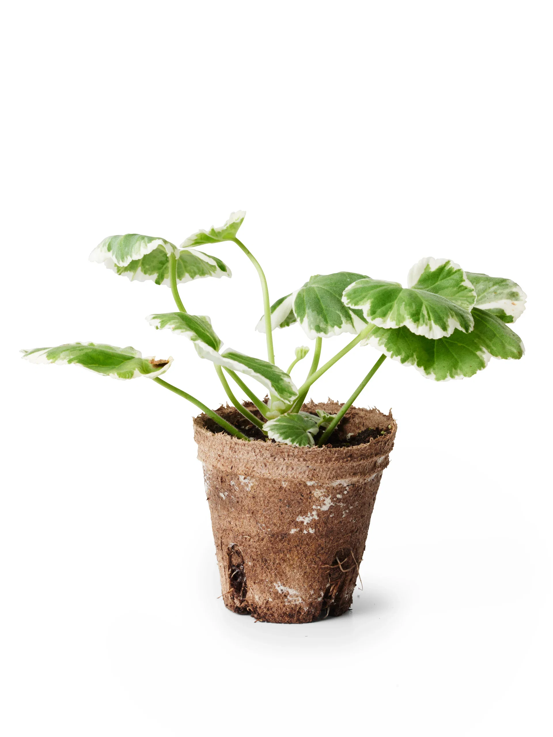 Pelargonium Pelargonia Zonale stikling Ø6 cm