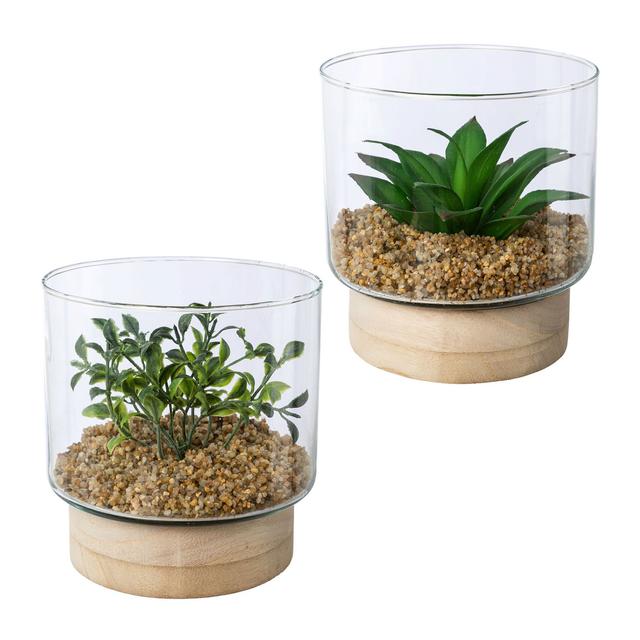 Sukkulenten im Glas auf Holzbase