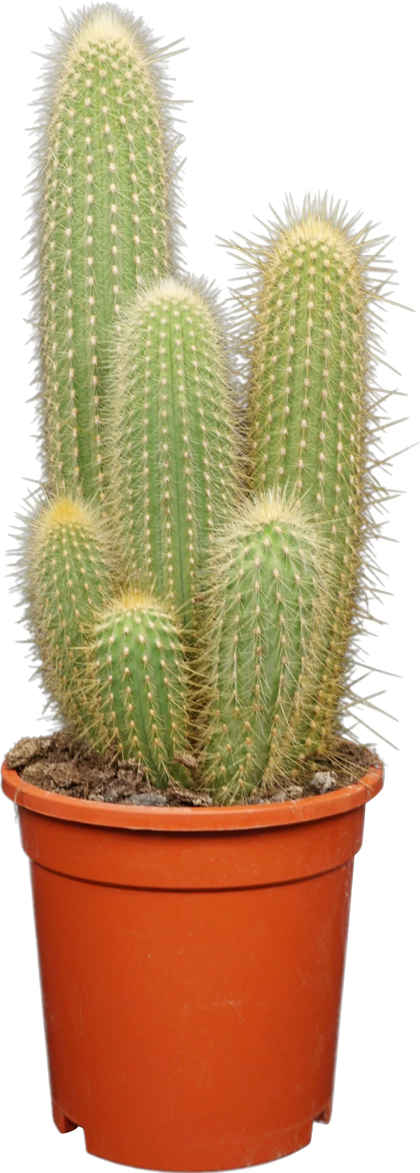 Polaskia chichipe, Vatricania guentheri, Pilosocereus azureus, Pilosocereus gounellei & Pilosocereus braunii Kaktus miks Høyde 35 cm