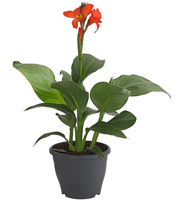 Indisches Blumenrohr, verschiedene Sorten