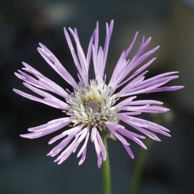 Blumensamen Seltene einjährige Blumen