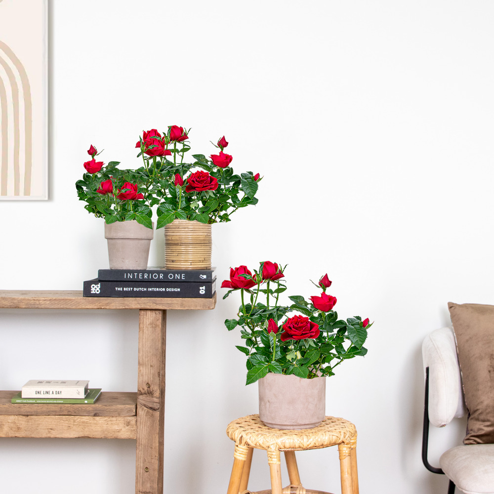 3x pot rose rouge - rosa - plante d'intérieur & terrasse - ⌀12cm– ↕20-30cm