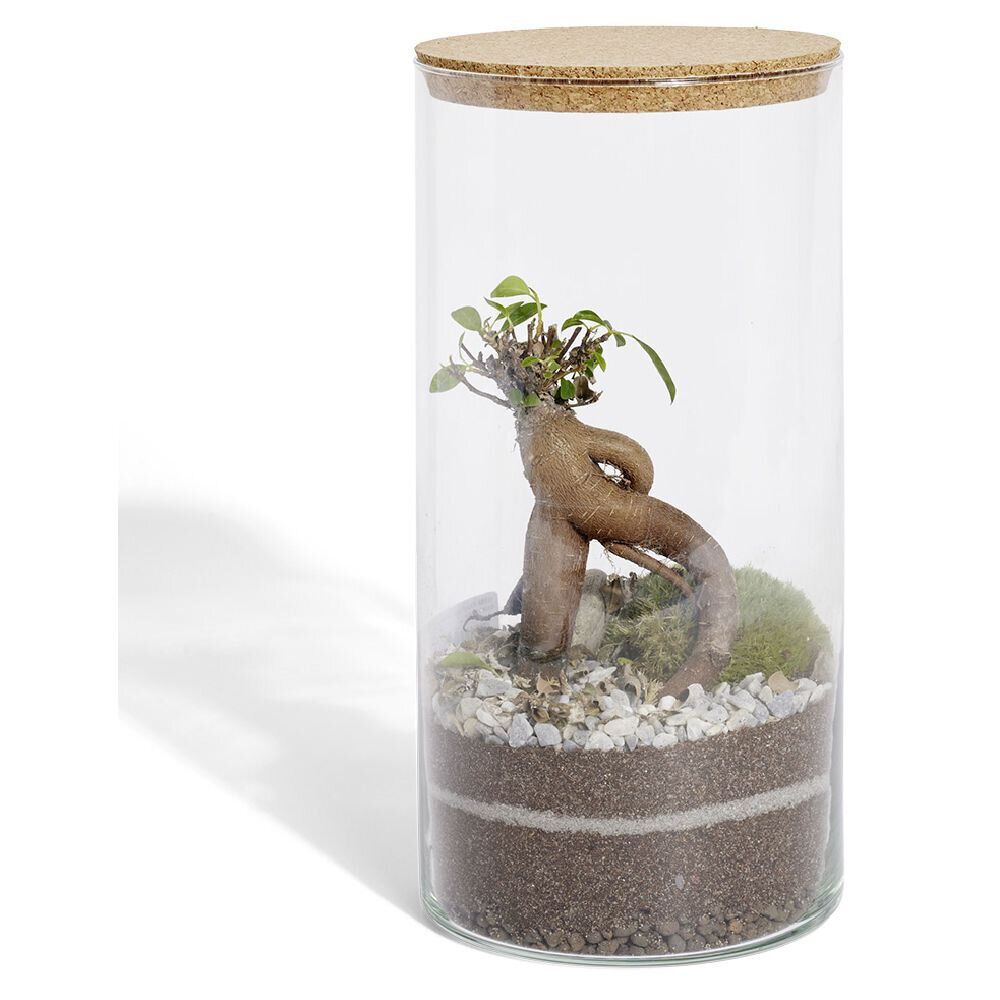 Terrarium bonsaï Ø15xH30cm