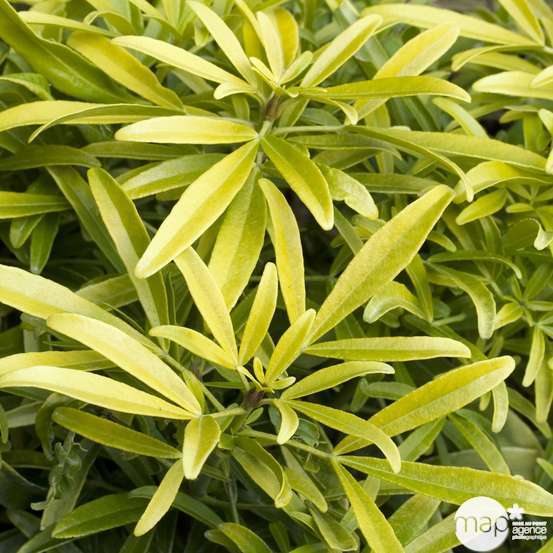 Choisya x ' Aztec Gold ': C 5L