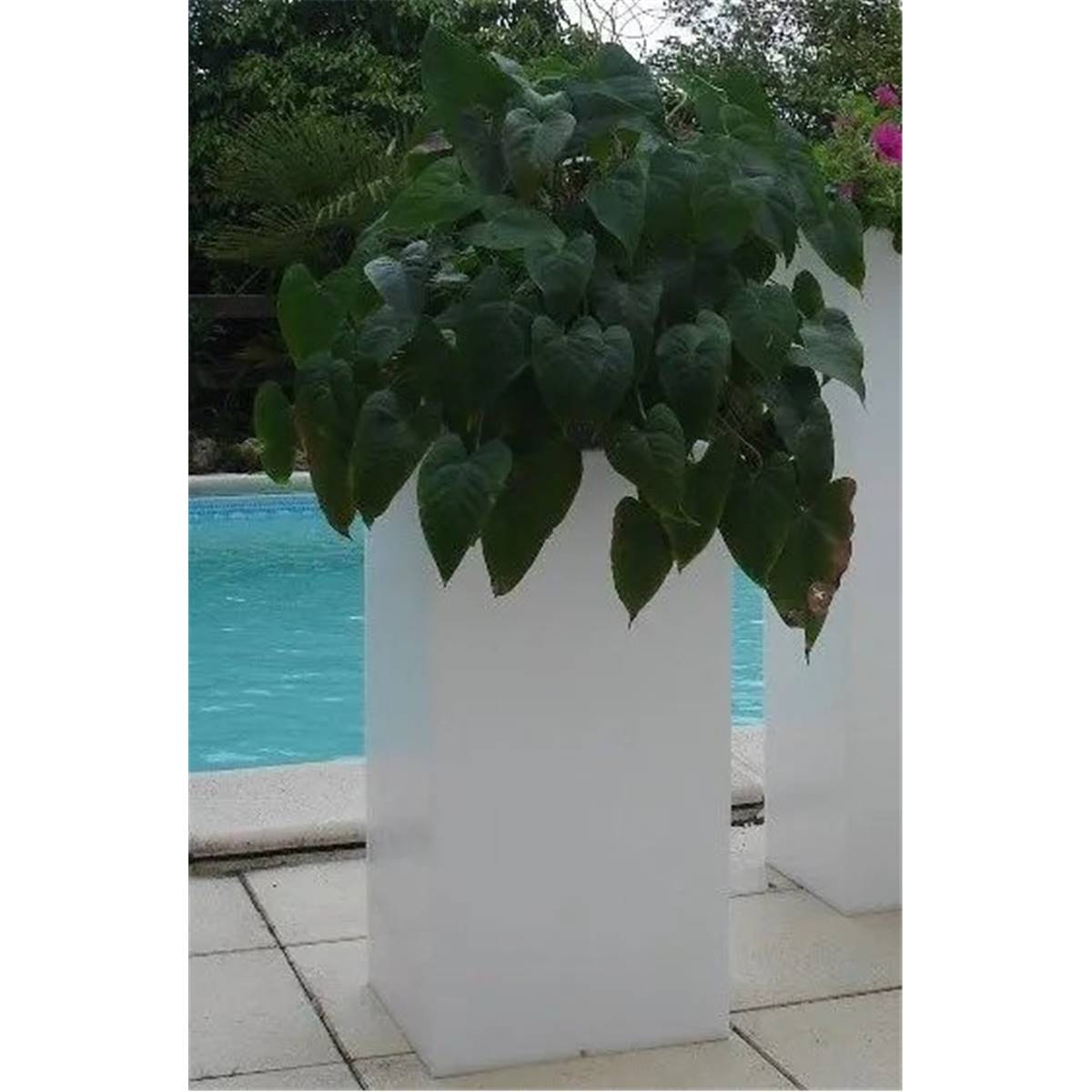 Jardiniere nomade lumineuse belami hauteur 80cm