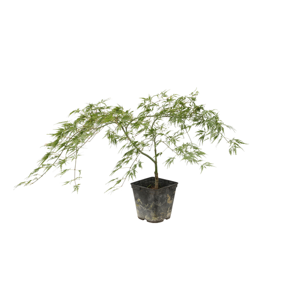 Acer palmatum 'Viridis' Dissectum C3L h.40/60cm