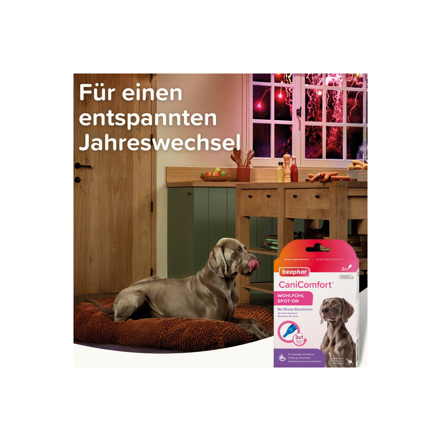 beaphar CaniComfort Wohlfühl Spot-On  - 3 x 1 ml