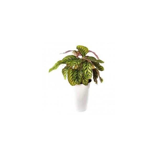 Planta Natural Calathea com Floreira - Calathea