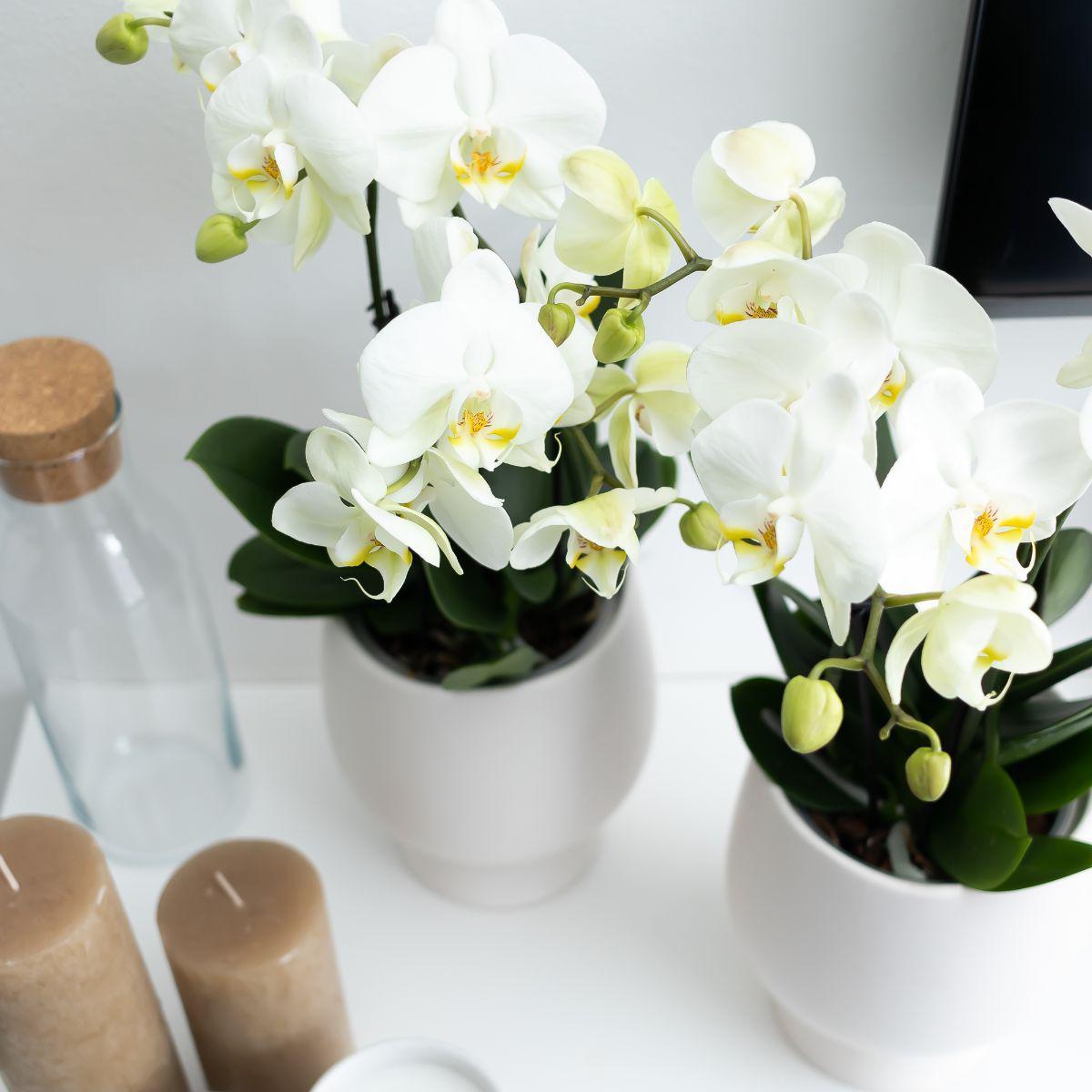 Orchidée phalaenopsis blanche - jewel ghent - taille du pot 12cm - frais du producteur