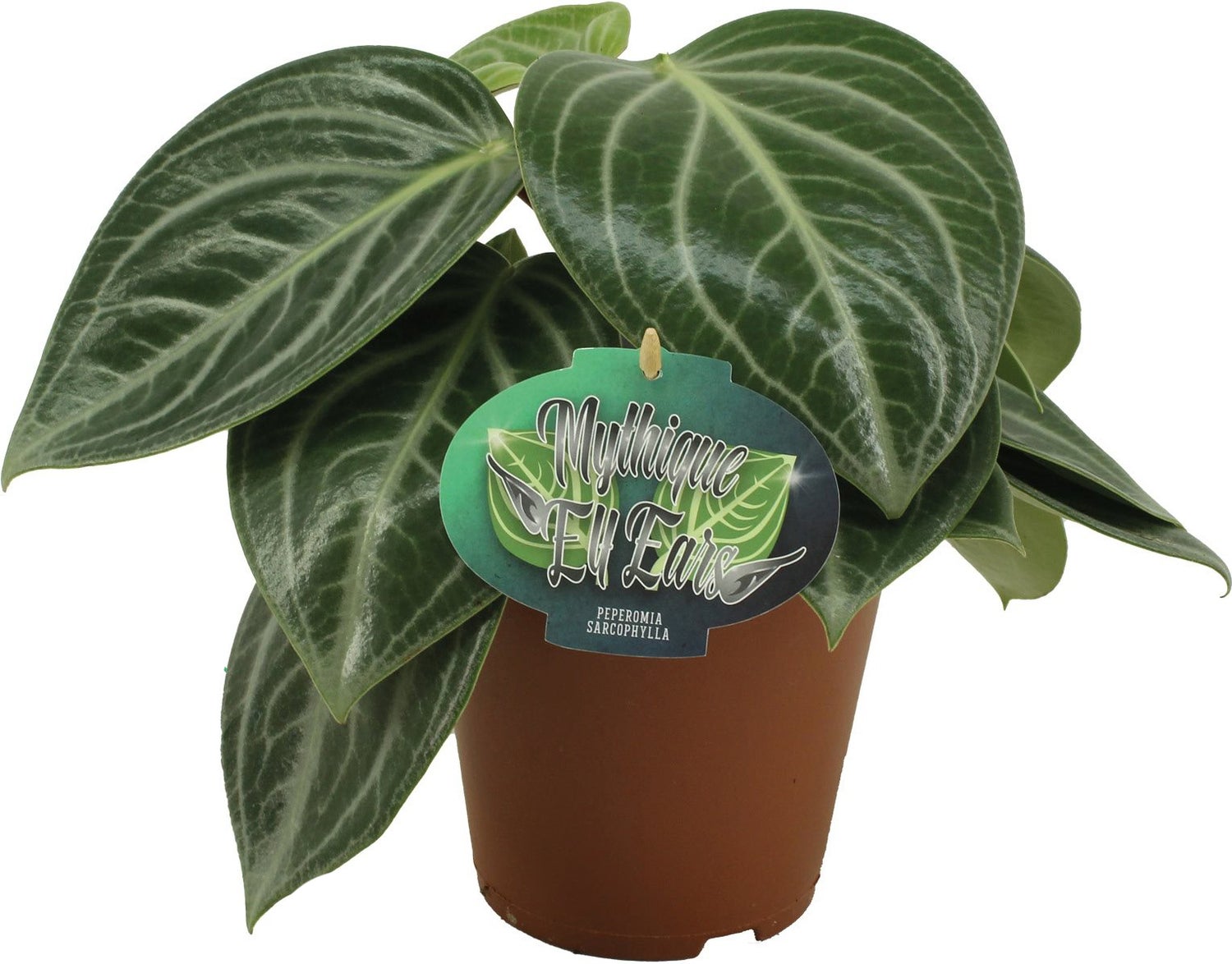 Peperomia (Peperomia sarcophylla) D 15 H 25 cm