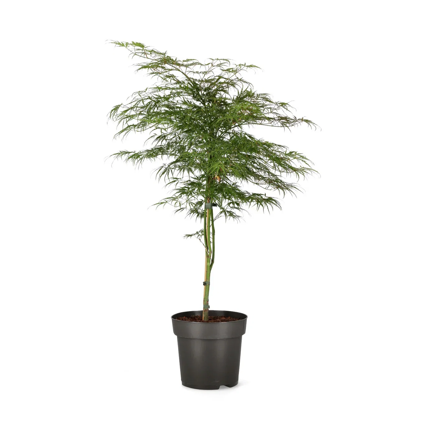 Acer palmatum (Dissectum-Gruppen) 'Dissectum' Viftelønn 'Dissectum' Høyde 100 cm