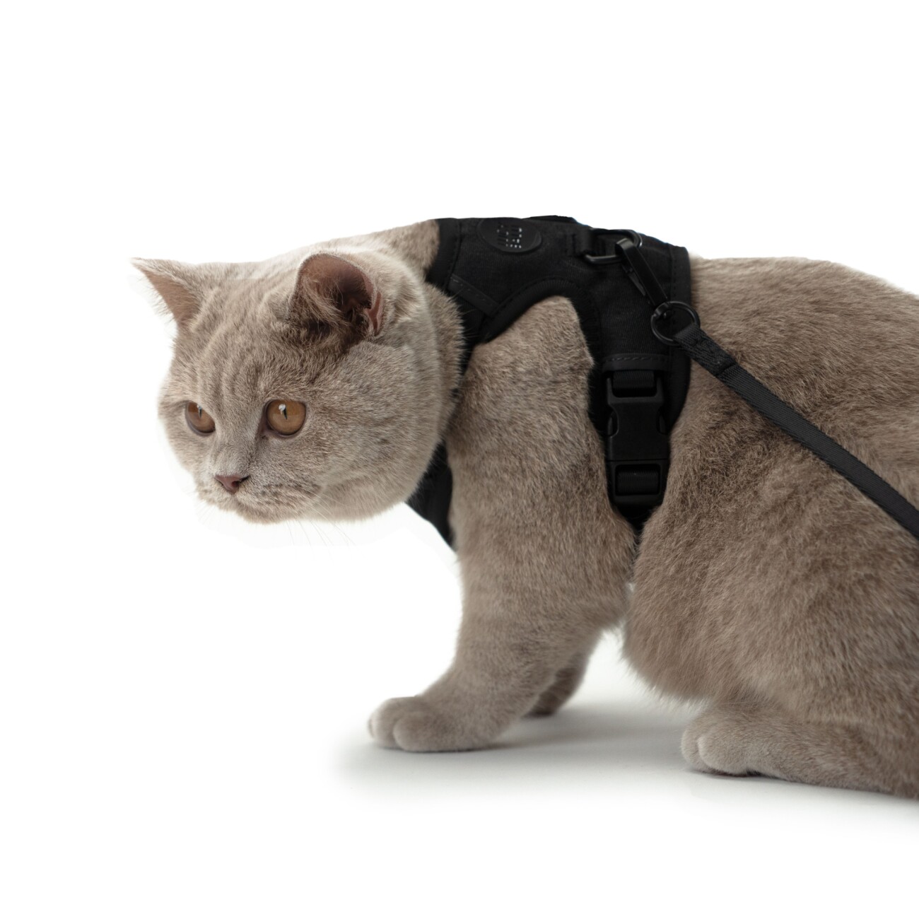 LucyBalu EXPLORER Katzengeschirr schwarz S