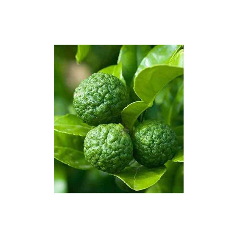 Citrus hystrix (combava) blanc - taille pot de 4 litres - 30/50 cm