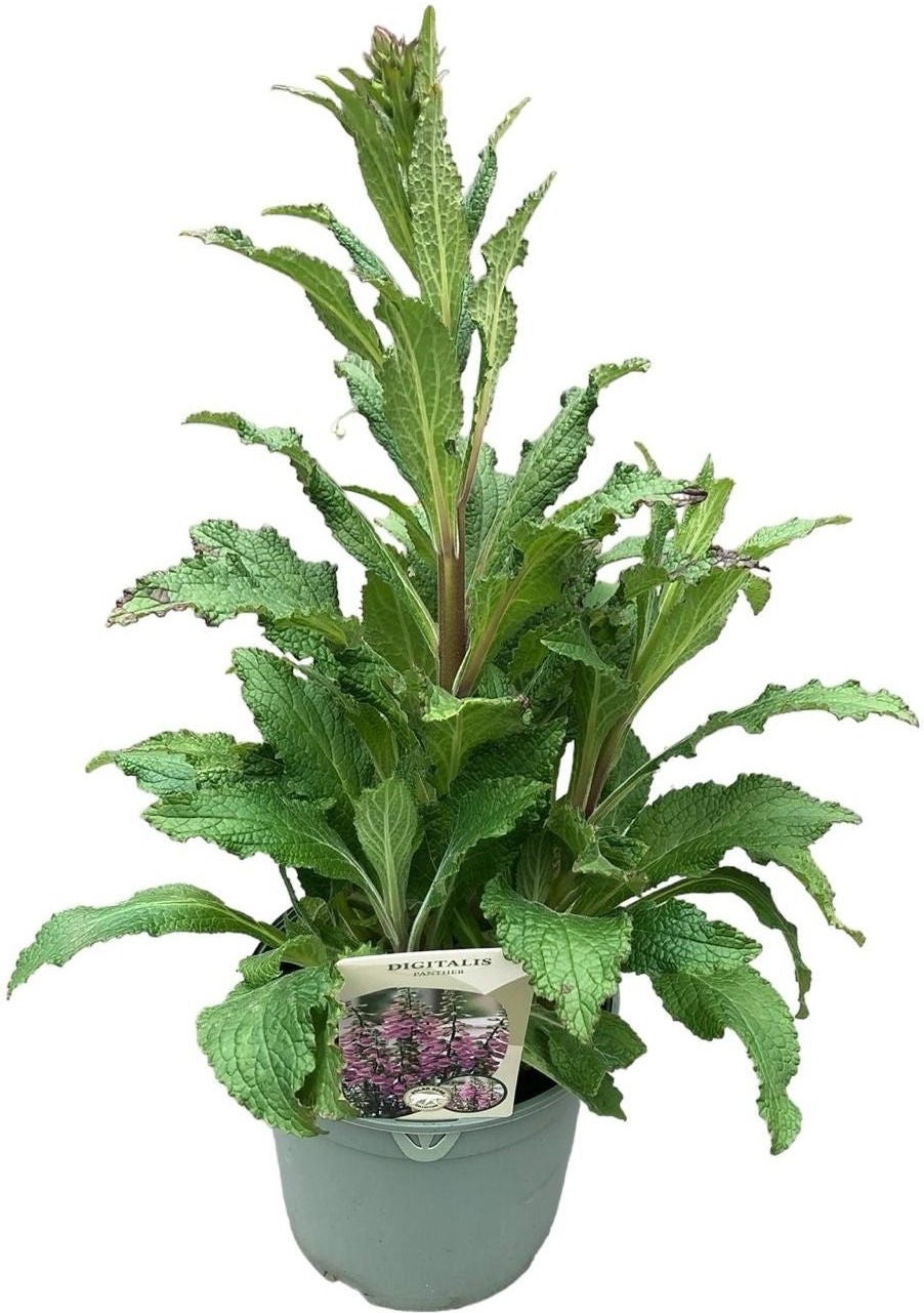 Vingerhoedskruid (Digitalis purpurea 'Pink Panther') D 17 H 35 cm