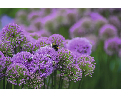 Sierui FloraSelf Allium 'Millenium' Co 3 L