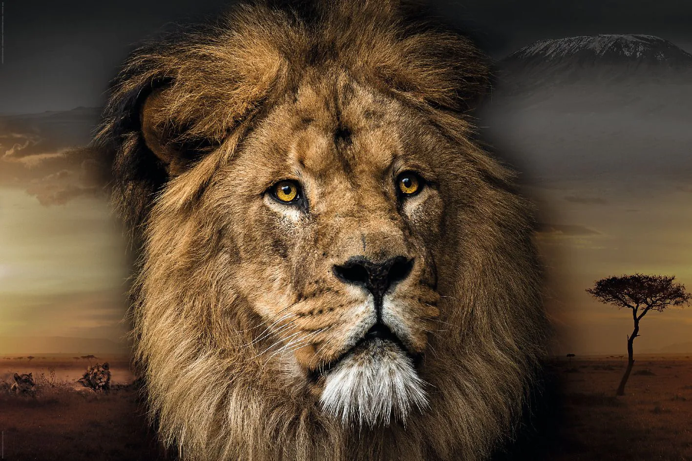 Poster Lion Design, 61 x 91 cm