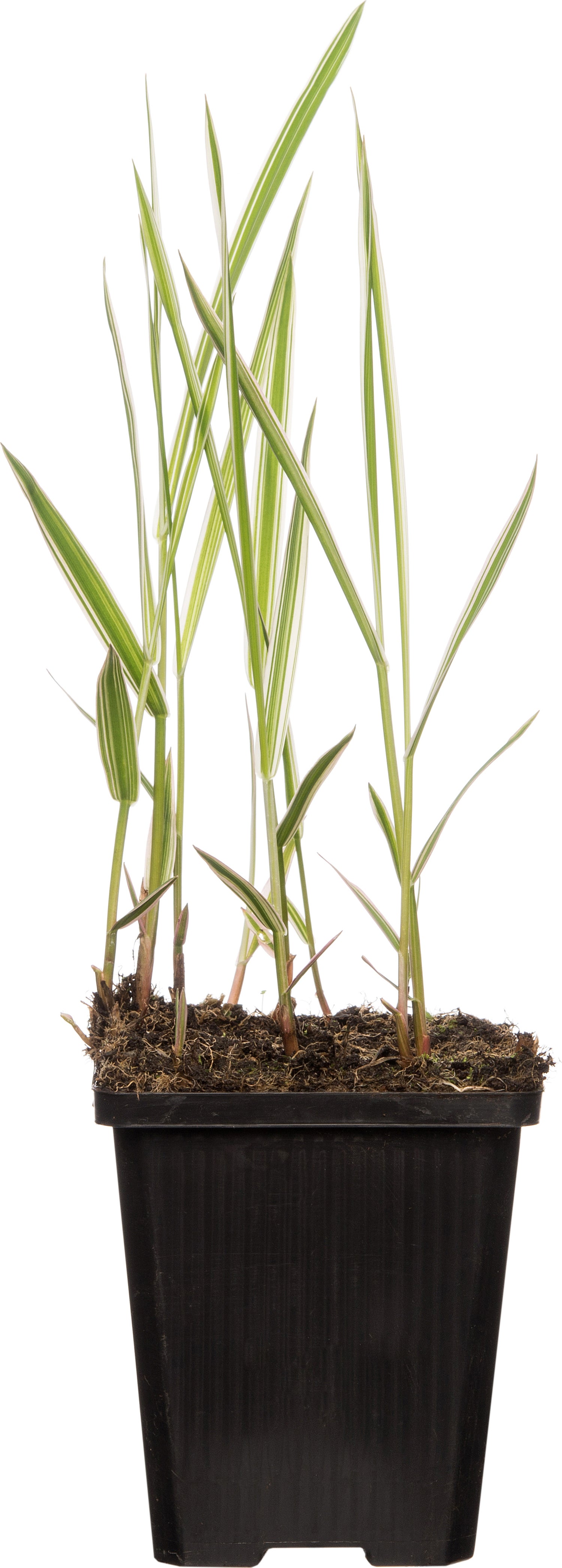 Kanariegras (Phalaris arundinacea 'Picta') D 9 H 20 cm