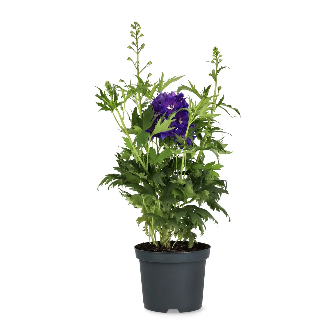 Delphinium (Delgenius-serien) Ridderspore DELGENIUS miks Ø19 cm