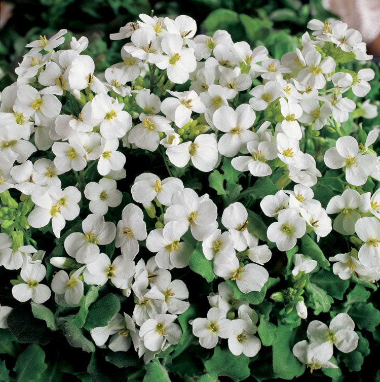Rijstebrij (Arabis caucasica) D 11 H 10 cm