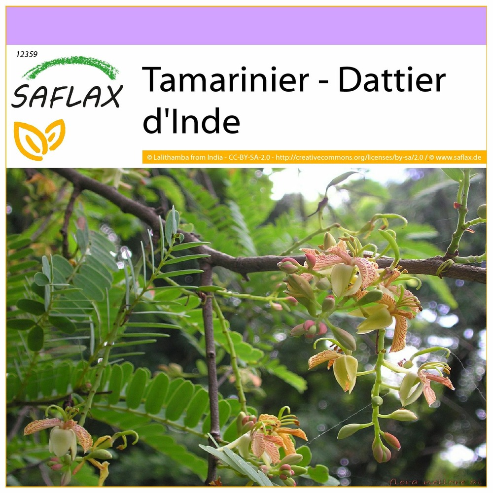 Tamarinier - dattier d'inde - 4 graines - tamarindus indica