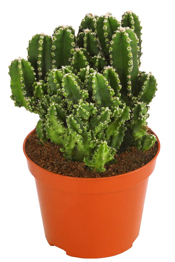 Felsenkaktus - Cereus repandus/Cereus