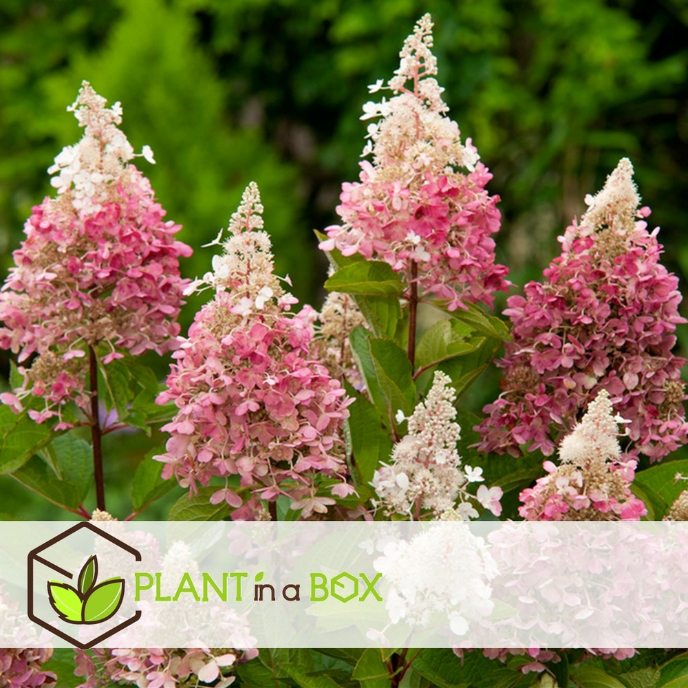 Hortensia 'pinky winky' - set de 4 - hortensia - pot 19cm - hauteur 25-40cm