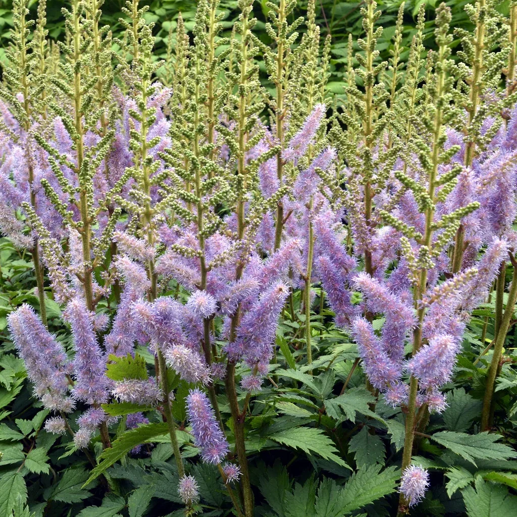 Astilbe chinensis 'Pumila' Kinaspir 'Pumila' Ø11 cm