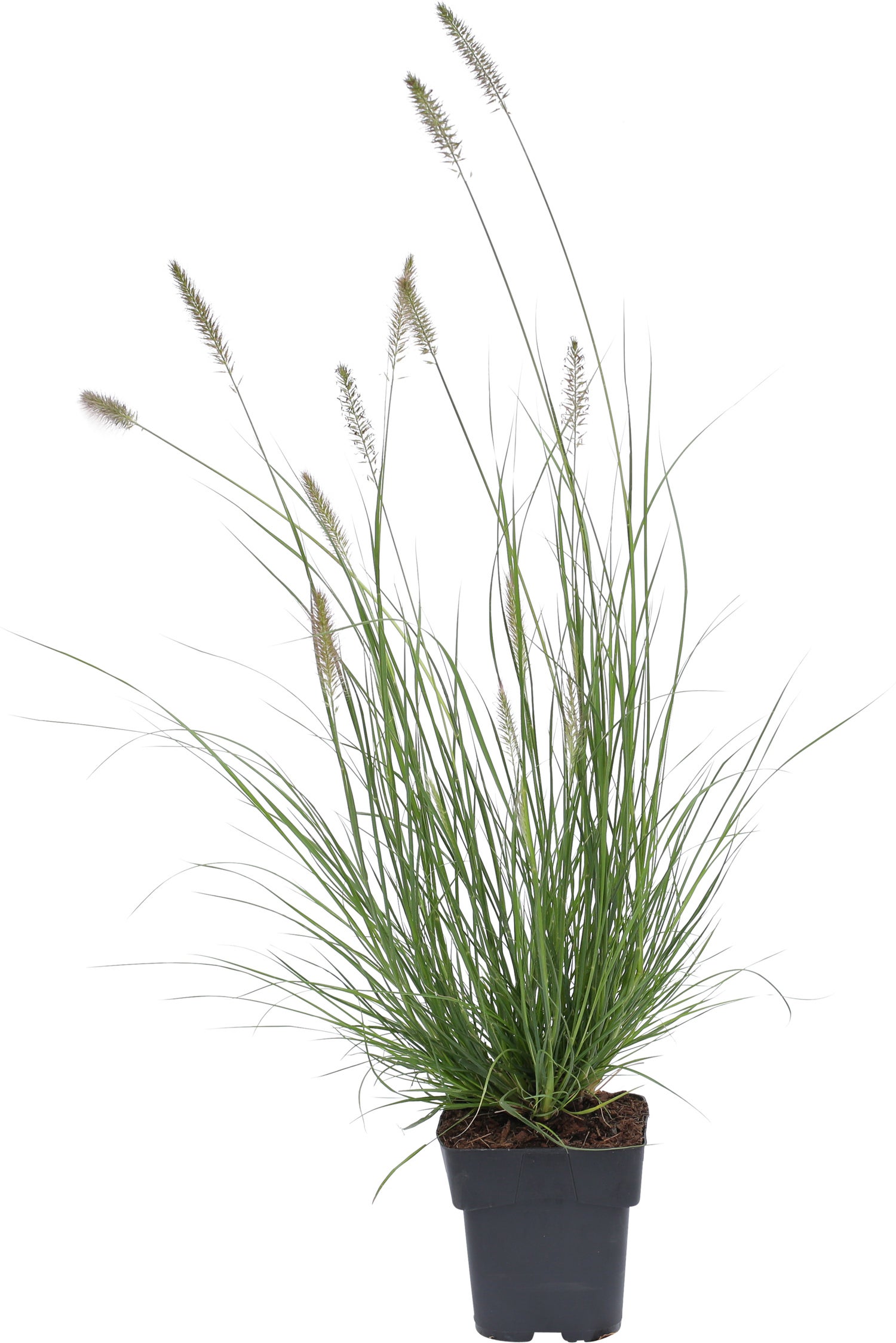 Lampepoetsersgras (Pennisetum 'Viridescens') D 9 H 10 cm