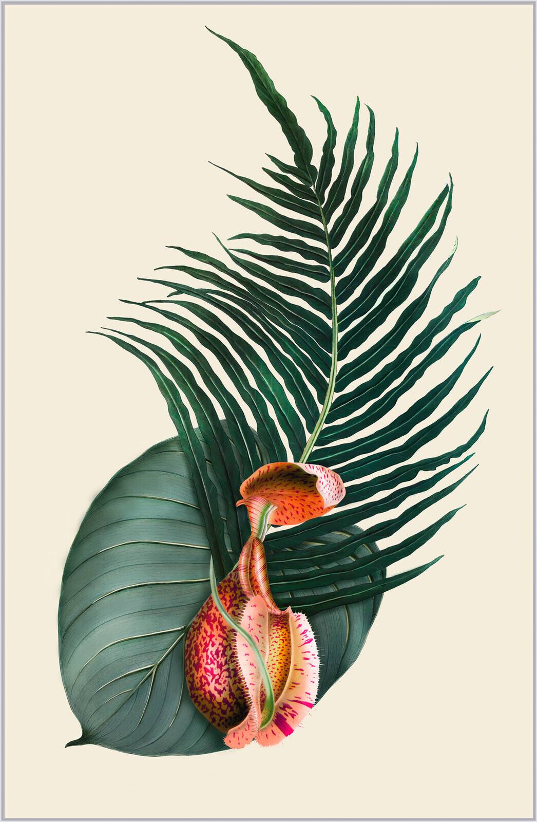Rajaareca by Rive Roshan - Limited Edition. Edition of: 150. Signed.