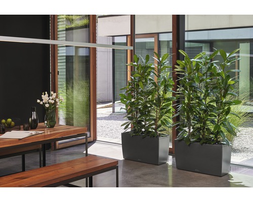 Lechuza Cararo kamerverdeler complete set 75 x 30 x 43 cm antraciet