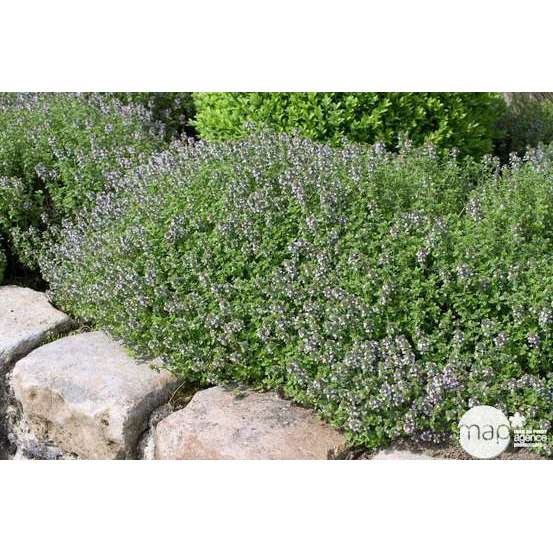 Plant de thym commun : pot de 3 litres