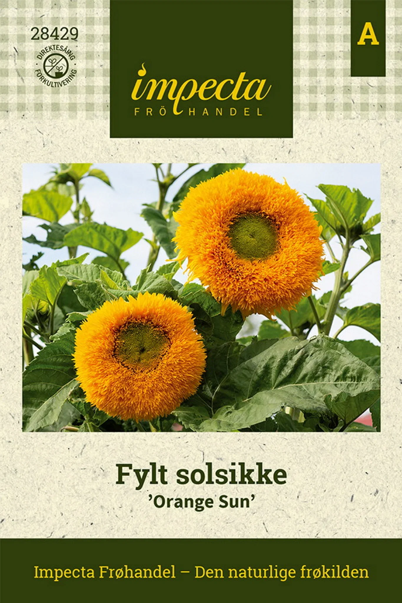 Helianthus annuus 'Orange Sun' Fylt solsikke 'Orange Sun'