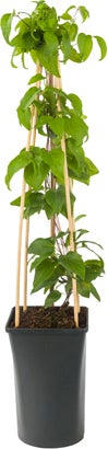 Bosrank (Clematis 'Mrs. N. Thompson') D 16 H 75 cm