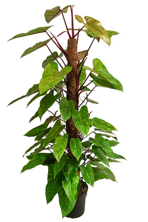 Baumfreund - Philodendron 'Painted Lady'