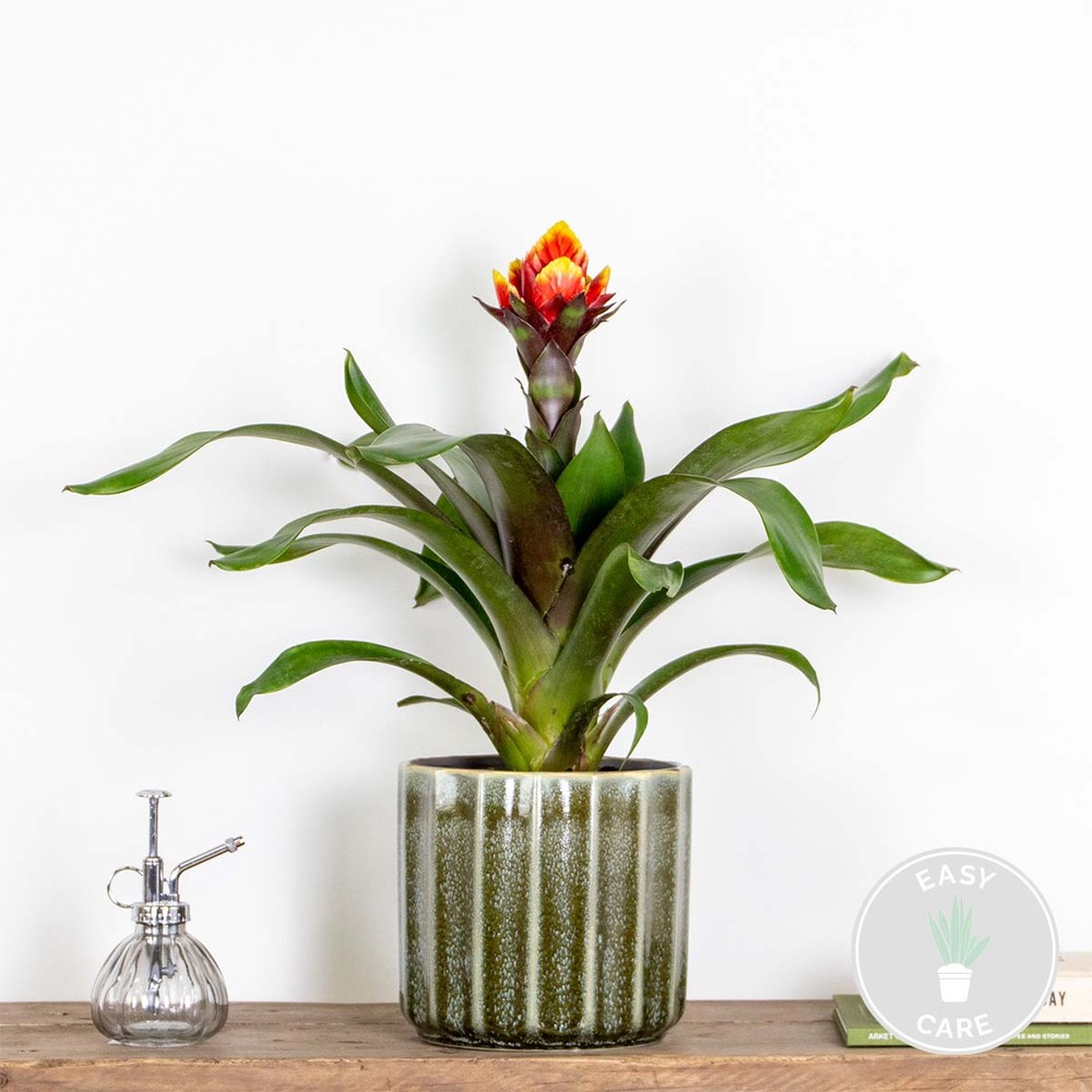 Guzmania crown – plante tube – plante d'intérieur – peu d'entretien – ⌀12 cm – ↕40-50 cm