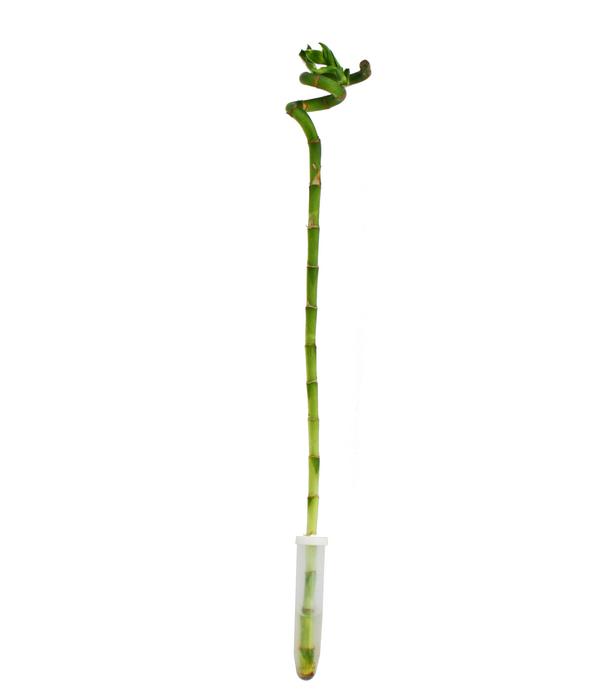 Glücksbambus - Dracaena sanderiana