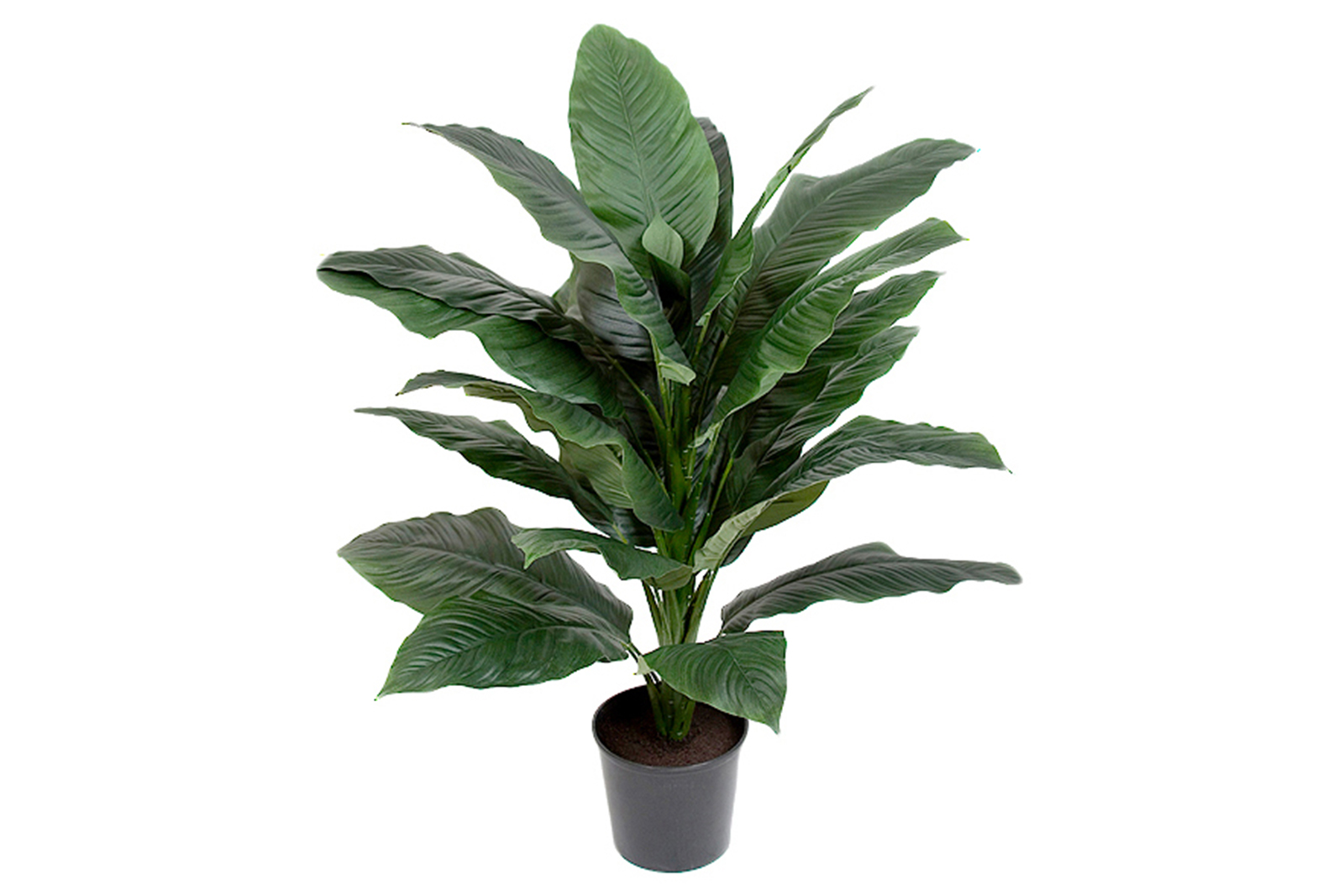 Spathifyllum potteplante Grønn. H105 cm