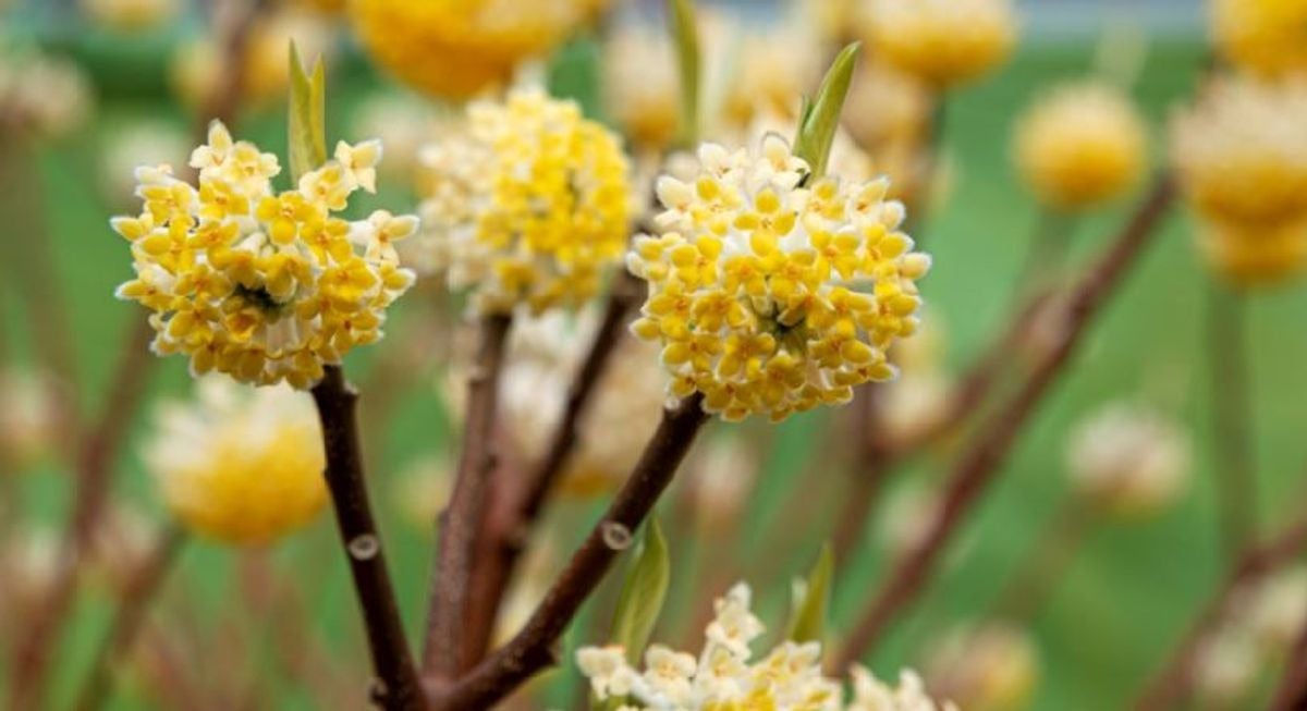 Papierstruik (Edgeworthia chrysantha 'Grandiflora') D 29 H 60 cm