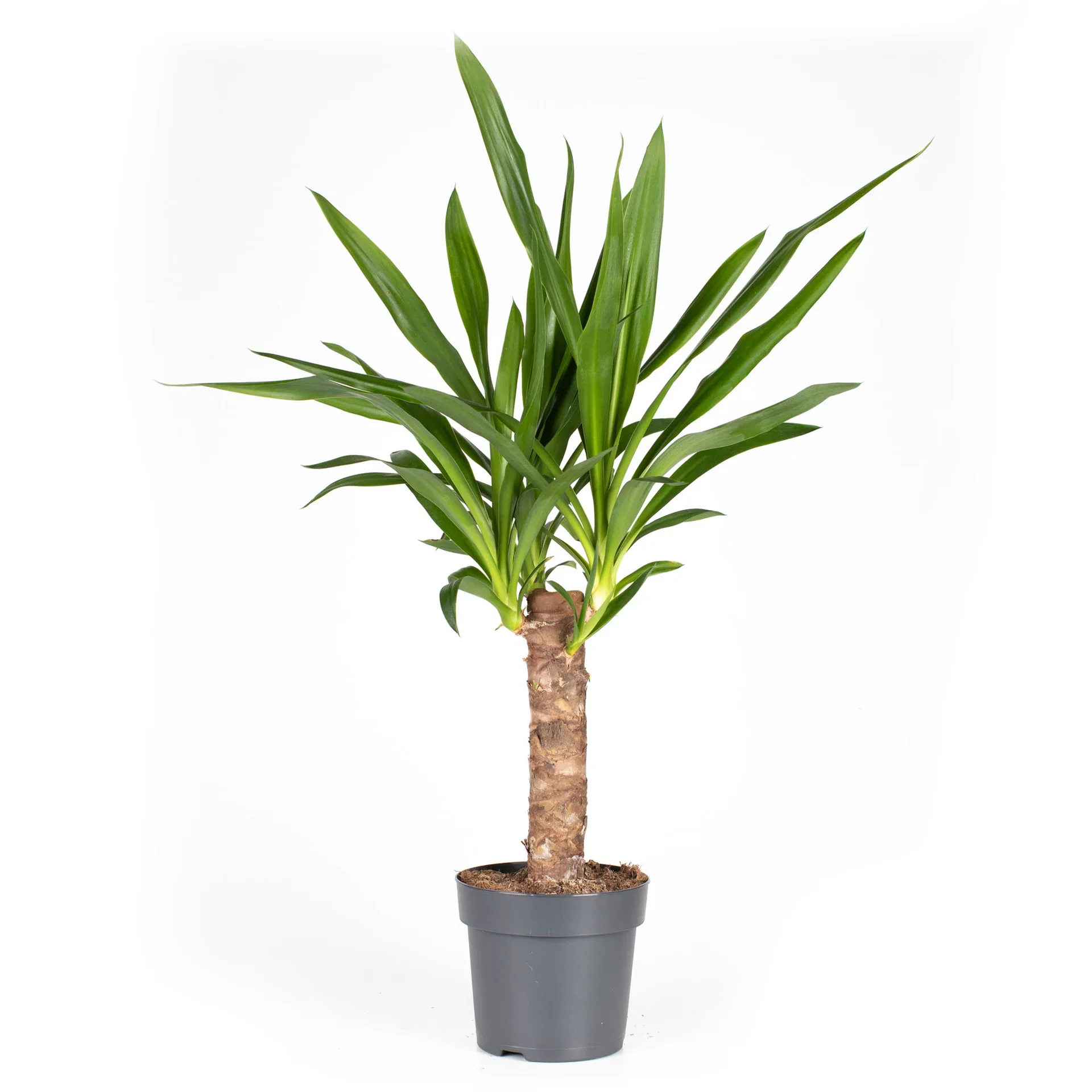 Yucca gigantea Yuccapalme Høyde 60 cm