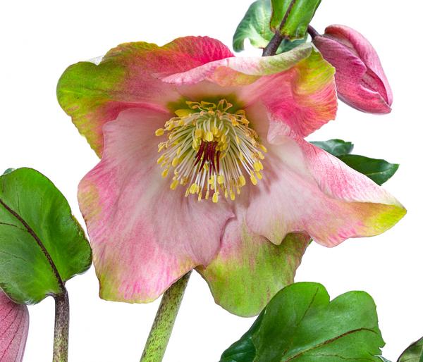 Christrose 'HGC® Winter Ballet® Katie'