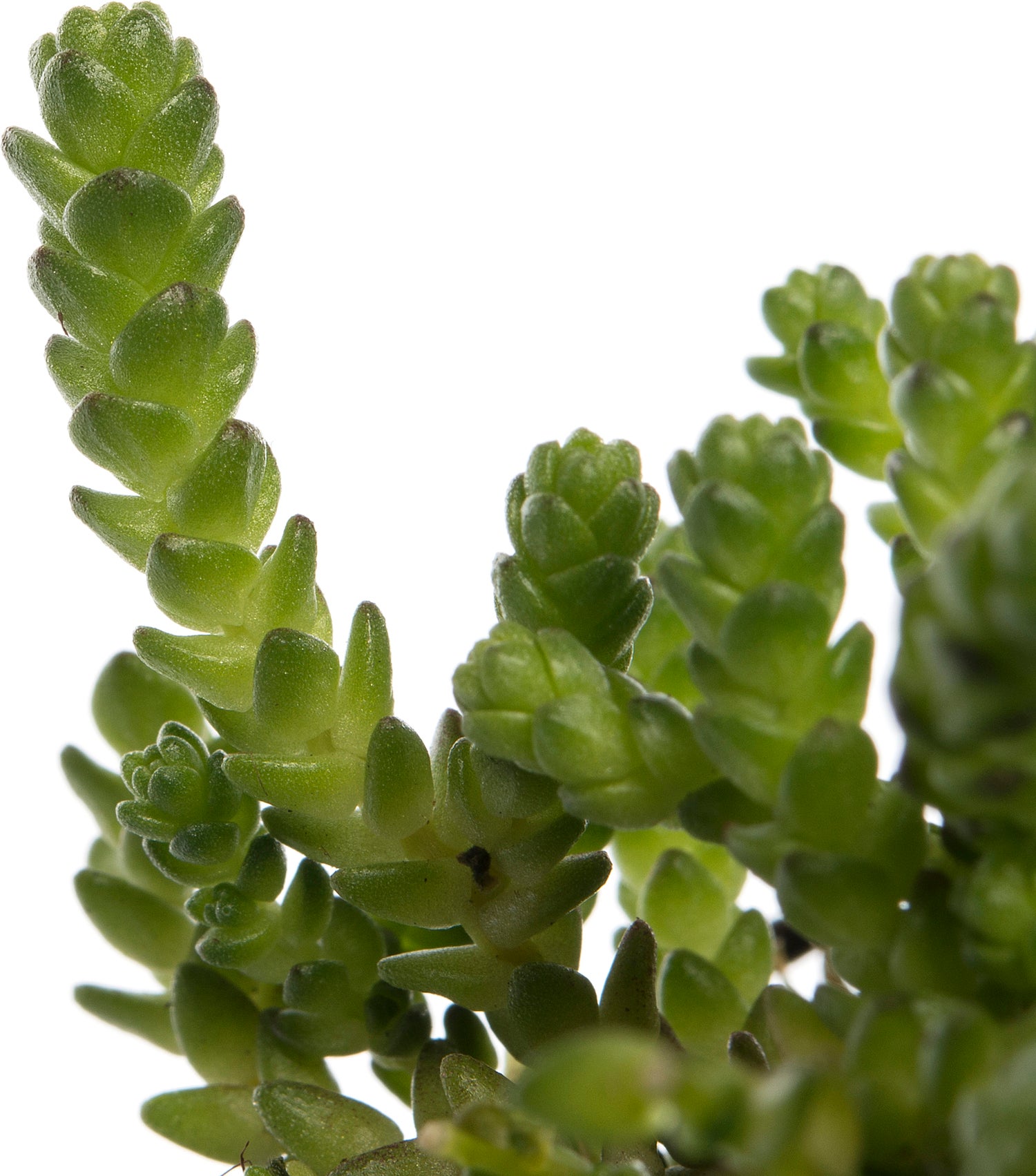 Vetkruid (Sedum acre) D 9 H 10 cm
