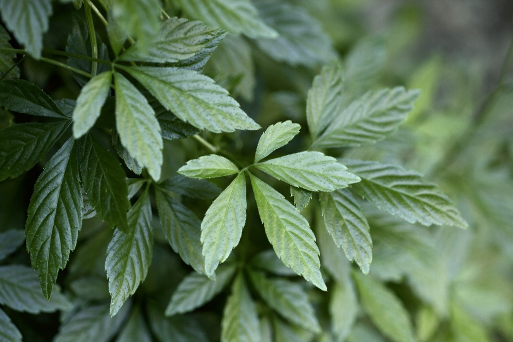 La plante de l’immortalité - 30 graines - gynostemma pentaphyllum